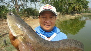 snakehead 